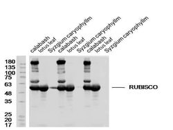 RUBISCO Rabbit anti-Human, Polyclonal, Bioss 100 &mu;L; Unconjugated:Antibodies,