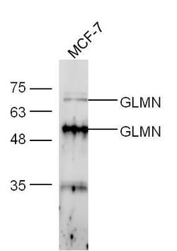 FK506 binding protein associated protein Rabbit anti-Human, Polyclonal,