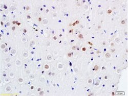 DENTT Rabbit anti-Human, Polyclonal, Bioss 100 &mu;L; Unconjugated:Antibodies,
