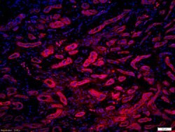 Phospho-MYL9 (Ser20) Rabbit anti-Human, Polyclonal, Bioss 100 &mu;L; Unconjugated:Antibodies,