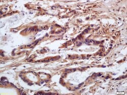 Phospho-MYL9 (Ser20) Rabbit anti-Human, Polyclonal, Bioss 100 &mu;L; Unconjugated:Antibodies,