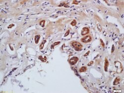 Phospho-MYL9 (Ser20) Rabbit anti-Human, Polyclonal, Bioss 100 &mu;L; Unconjugated:Antibodies,