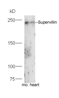 Supervillin Rabbit anti-Human, Polyclonal, Bioss 100 &mu;L; Unconjugated:Antibodies,