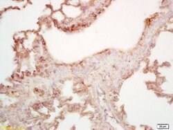 MAL2 Rabbit anti-Human Mouse Rat, Polyclonal, Bioss 100 &mu;L; Unconjugated:Antibodies,