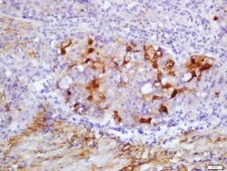 PRDX5 Rabbit anti-Human, Polyclonal, Bioss 100 &mu;L; Unconjugated:Antibodies,