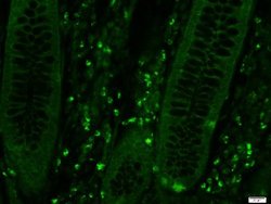 beta Defensin 3 Rabbit anti-Human, Polyclonal, Bioss 100 &mu;L; Unconjugated:Antibodies,