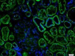 beta Defensin 3 Rabbit anti-Human, Polyclonal, Bioss 100 &mu;L; Unconjugated:Antibodies,