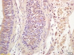 Ribonuclease Inhibitor Rabbit anti-Human, Polyclonal, Bioss 100 &mu;L;