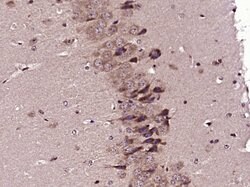 SPON1 Rabbit anti-Human, Polyclonal, Bioss 100 &mu;L; Unconjugated:Antibodies,
