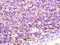 SIRT4 Rabbit anti-Human, Polyclonal, Bioss 100 &mu;L; Unconjugated:Antibodies,