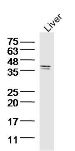 SIRT4 Rabbit anti-Human, Polyclonal, Bioss 100 &mu;L; Unconjugated:Antibodies,