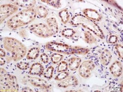 Serine carboxypeptidase 1 Rabbit anti-Human, Polyclonal, Bioss 100 &mu;L;