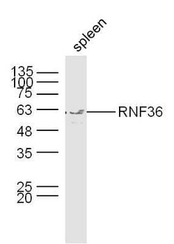 RNF36 Rabbit anti-Human, Polyclonal, Bioss 100 &mu;L; Unconjugated:Antibodies,