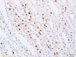 ZHX2 Rabbit anti-Human, Polyclonal, Bioss 100 &mu;L; Unconjugated:Antibodies,