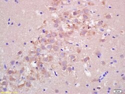 FIS1 Rabbit anti-Human, Polyclonal, Bioss 100 &mu;L; Unconjugated:Antibodies,