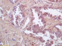FIS1 Rabbit anti-Human, Polyclonal, Bioss 100 &mu;L; Unconjugated:Antibodies,