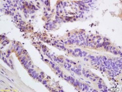 FIS1 Rabbit anti-Human, Polyclonal, Bioss 100 &mu;L; Unconjugated:Antibodies,