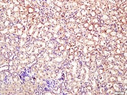 DNase 2 alpha Rabbit anti-Human, Polyclonal, Bioss 100 &mu;L; Unconjugated:Antibodies,