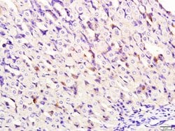 DNase 2 alpha Rabbit anti-Human, Polyclonal, Bioss 100 &mu;L; Unconjugated:Antibodies,