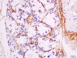 DNase 2 alpha Rabbit anti-Human, Polyclonal, Bioss 100 &mu;L; Unconjugated:Antibodies,