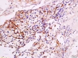 DNase 2 alpha Rabbit anti-Human, Polyclonal, Bioss 100 &mu;L; Unconjugated:Antibodies,