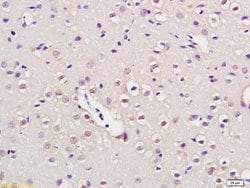 NUP50 Rabbit anti-Human, Polyclonal, Bioss 100 &mu;L; Unconjugated:Antibodies,