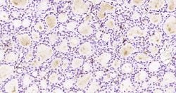 NEK7 Rabbit anti-Human, Polyclonal, Bioss 100 &mu;L; Unconjugated:Antibodies,
