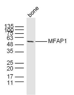 MFAP1 Rabbit anti-Human, Polyclonal, Bioss 100 μL; Unconjugated:Antibodies,