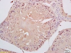 Cyclin B3 Rabbit anti-Human, Polyclonal, Bioss 100 &mu;L; Unconjugated:Antibodies,