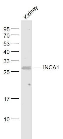 INCA1 Rabbit anti-Human, Polyclonal, Bioss 100 &mu;L; Unconjugated:Antibodies,