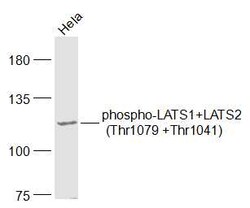 Phospho-LATS1 (Thr1079) Rabbit anti-Human, Polyclonal, Bioss 100 &mu;L;