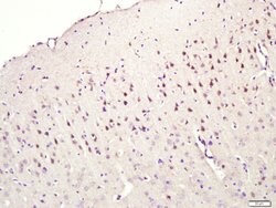 CNIH2/3 Rabbit anti-Human Mouse Rat, Polyclonal, Bioss 100 &mu;L; Unconjugated:Antibodies,