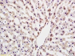 COLEC10 Rabbit anti-Human, Polyclonal, Bioss 100 &mu;L; Unconjugated:Antibodies,