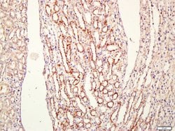 CEMIP Rabbit anti-Human, Polyclonal, Bioss 100 &mu;L; Unconjugated:Antibodies,