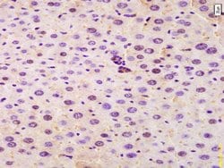 SRRM2 Rabbit anti-Human, Polyclonal, Bioss 100 &mu;L; Unconjugated:Antibodies,