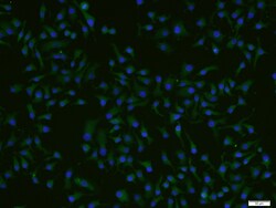 ADCK4 Rabbit anti-Human, Polyclonal, Bioss 100 &mu;L | Buy Online | Bioss | Fisher Scientific