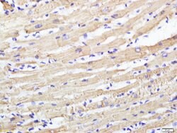 CABC1 Rabbit anti-Human, Polyclonal, Bioss 100 &mu;L; Unconjugated:Antibodies,