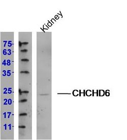 CHCHD6 Rabbit anti-Human, Polyclonal, Bioss 100 &mu;L; Unconjugated:Antibodies,