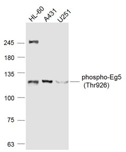 Phospho-Eg5 (Thr926) Rabbit anti-Human, Polyclonal, Bioss 100 &mu;L | Buy Online | Bioss | Fisher Scientific
