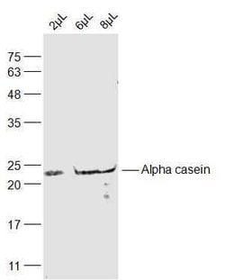Alpha casein Rabbit anti-Human, Polyclonal, Bioss 100 &mu;L; Unconjugated:Antibodies,