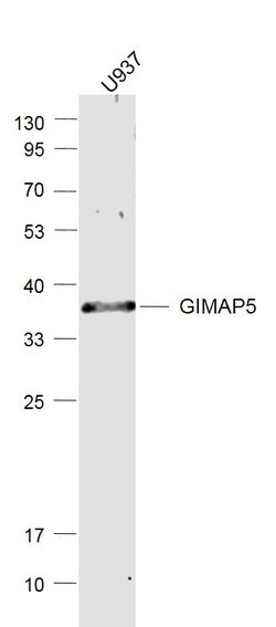 GIMAP5 Rabbit anti-Human, Polyclonal, Bioss 100 &mu;L; Unconjugated:Antibodies,