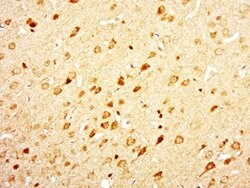 DIRC2 Rabbit anti-Human, Polyclonal, Bioss 100 &mu;L; Unconjugated:Antibodies,
