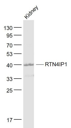 NIMP Rabbit anti-Human, Polyclonal, Bioss 100 &mu;L; Unconjugated:Antibodies,