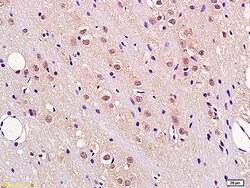 Fbxw7 Rabbit anti-Human, Polyclonal, Bioss 100 &mu;L; Unconjugated:Antibodies,