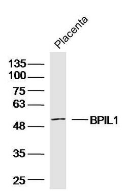 BPIL1 Rabbit anti-Human, Polyclonal, Bioss 100 &mu;L; Unconjugated:Antibodies,