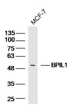 BPIL1 Rabbit anti-Human, Polyclonal, Bioss 100 &mu;L; Unconjugated:Antibodies,