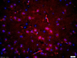 Phospho-Tau protein (Thr181) Rabbit anti-Human, Polyclonal, Bioss 100 &mu;L;