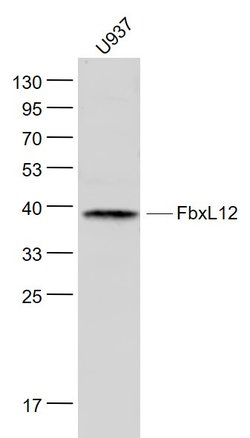 FbxL12 Rabbit anti-Human, Polyclonal, Bioss 100 &mu;L; Unconjugated:Antibodies,