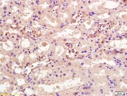 OSTM1 Rabbit anti-Human, Polyclonal, Bioss 100 &mu;L; Unconjugated:Antibodies,