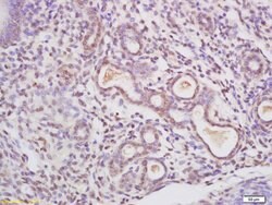 C23 Rabbit anti-Human, Polyclonal, Bioss 100 &mu;L; Unconjugated:Antibodies,